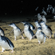 Illustration for article titled How one community brought these cute penguins back from extinction